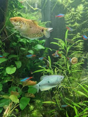 Gouramis
