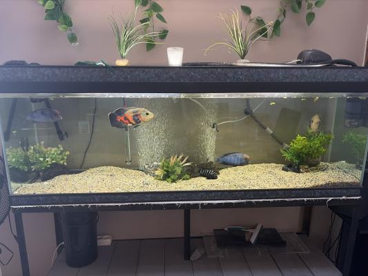 aquarium 450L