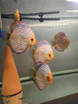 Discus