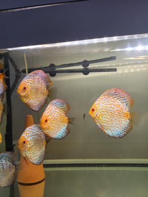 Discus