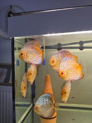 Discus