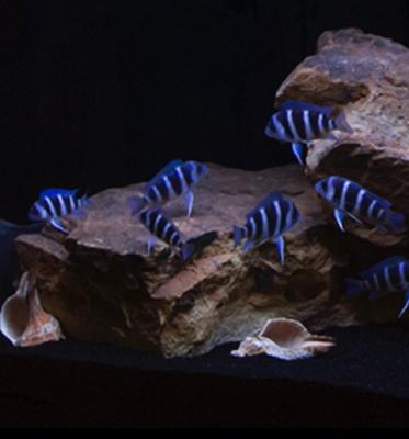 Cyphotilapia Gibberosa Moba F1