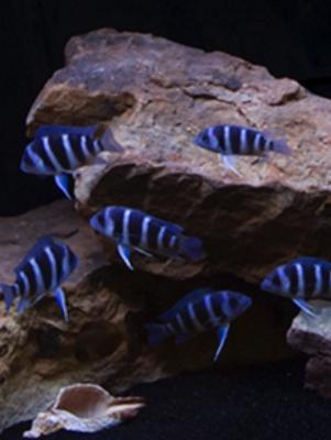 Cyphotilapia Gibberosa Moba F1
