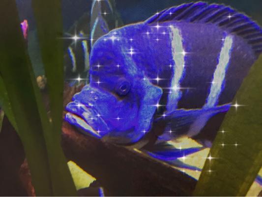 Cyphotilapia Gibberosa Moba F1