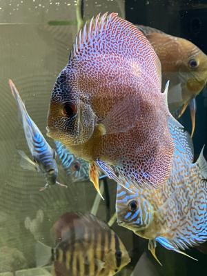 5 discus à vendre