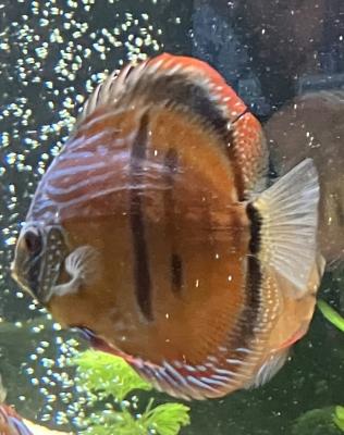 5 discus à vendre