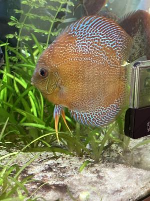 5 discus à vendre
