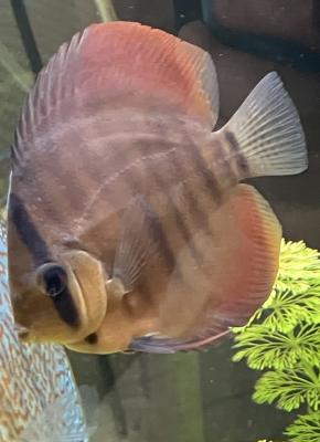 5 discus à vendre