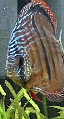 5 discus à vendre