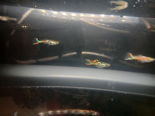 Guppy Endler