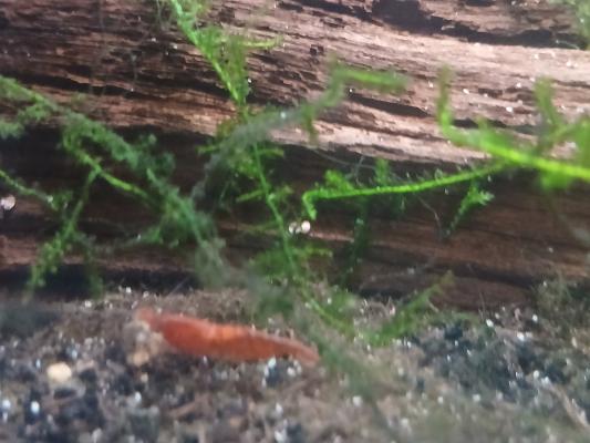 Crevette red cherry