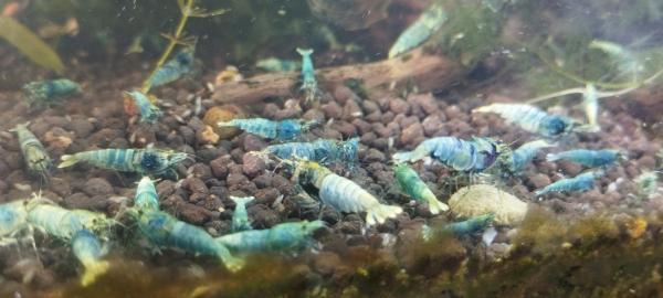 Caridina Cantonensis var Taïwan bee blue bolt 🦐