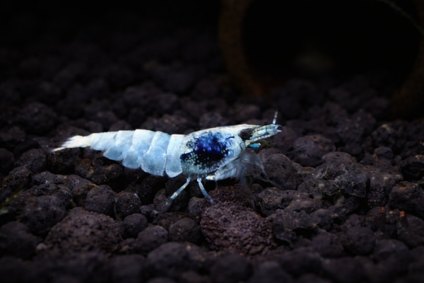Caridina Cantonensis var Taïwan bee blue bolt 🦐