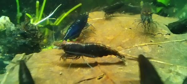 Neocaridina davidi var Blue Velvet