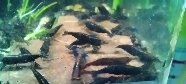 Neocaridina davidi var Blue Velvet