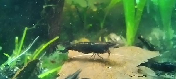 Neocaridina davidi var Blue Velvet