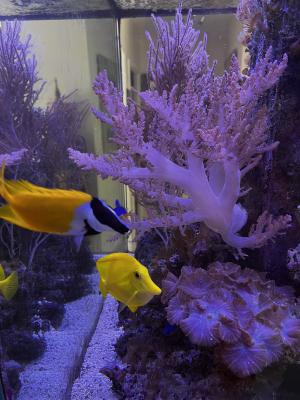 Poissons chirurgien jaune et autres