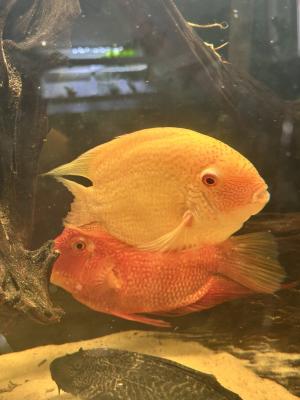 2 couple héros severum