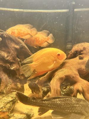 2 couple héros severum
