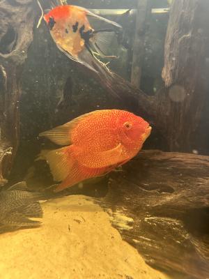 2 couple héros severum
