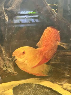 2 couple héros severum