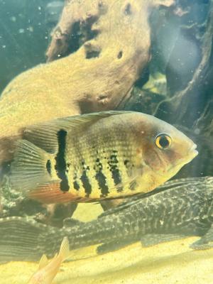 Cichlidés oscellé