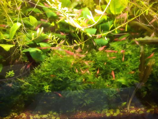 Crevettes red cherry
