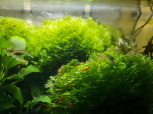 Crevettes red cherry