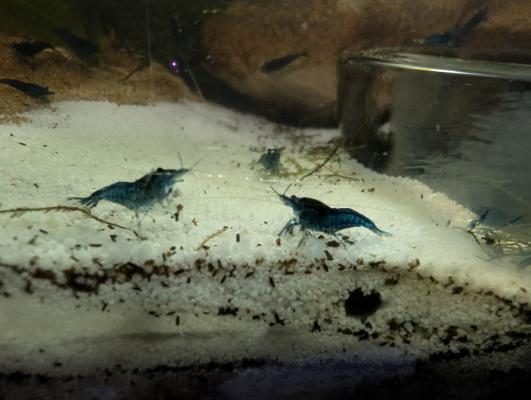 Crevettes blue davidi par 20