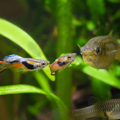 Guppys Endler mâles et femelles