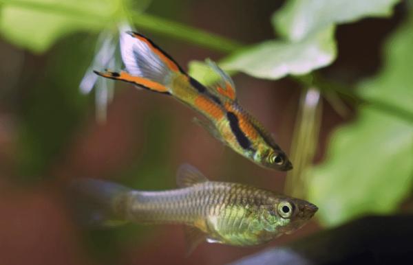 Guppys Endler mâles et femelles