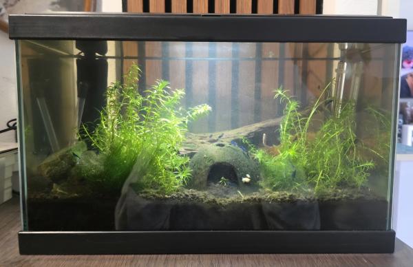 Aquarium 17l tout équipé crevettes escargots