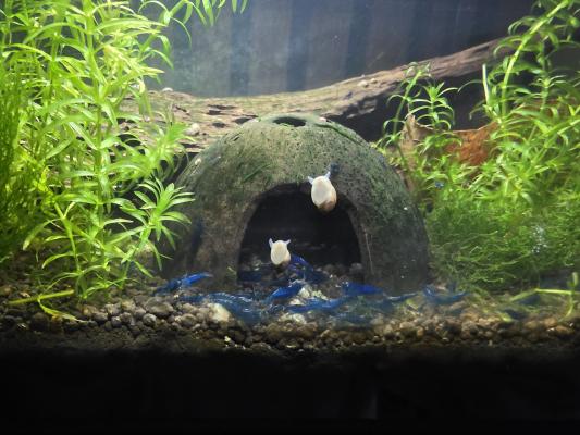 Aquarium 17l tout équipé crevettes escargots