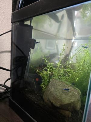 Aquarium 17l tout équipé crevettes escargots