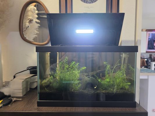 Aquarium 17l tout équipé crevettes escargots