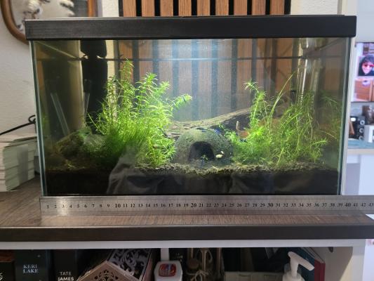 Aquarium 17l tout équipé crevettes escargots