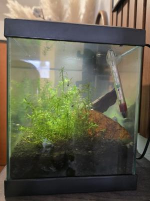 Aquarium 17l tout équipé crevettes escargots