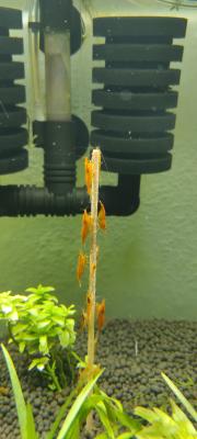 Crevettes Orange Sakura