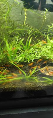 Crevettes Orange Sakura