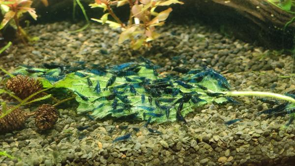 Crevettes bleues