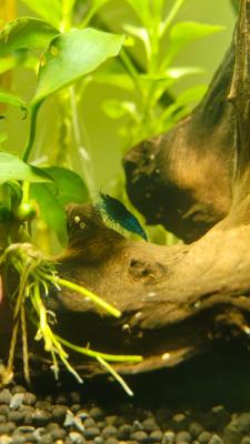 Crevettes bleues