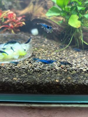 Crevettes bleues