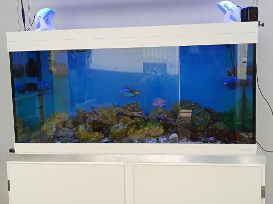 Aquarium marin