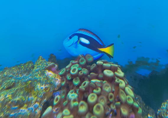Poissons marins