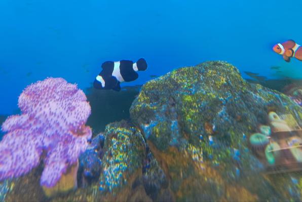 Poissons marins