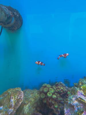 Poissons marins
