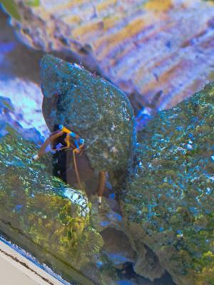 Poissons marins
