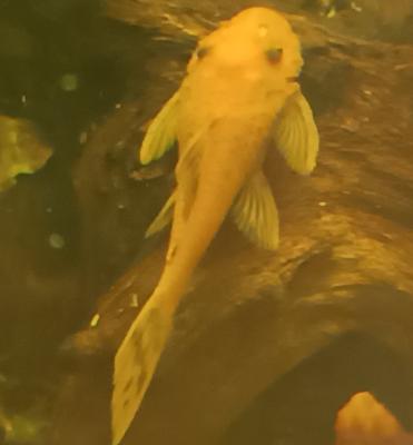 Ancistrus divers