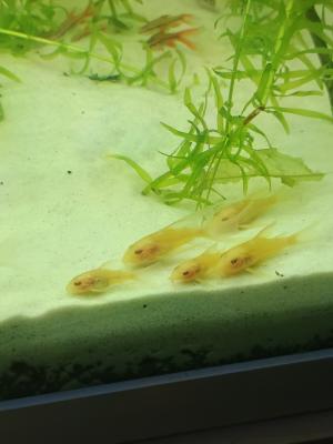 Corydoras paleatus Albinos voile