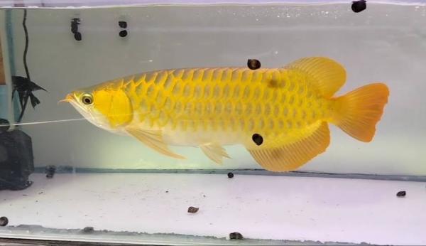 Magnifiques Arowanas Dorés disponibles pour passionnés d’aquariophilie